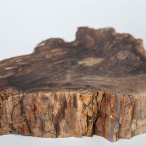 Petrified Wood / Fossils